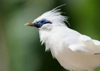 5 November Diperingati sebagai Hari Cinta Puspa dan Satwa Nasional Indonesia