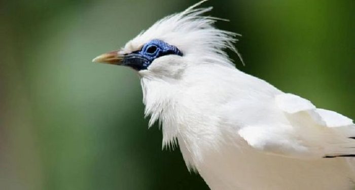 5 November Diperingati sebagai Hari Cinta Puspa dan Satwa Nasional Indonesia