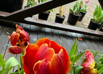 Saran untuk Para Ustaz