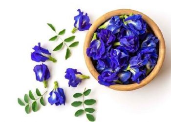 Simak Empat Manfaat Bunga Telang bagi Kesehatan Tubuh