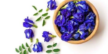 Simak Empat Manfaat Bunga Telang bagi Kesehatan Tubuh