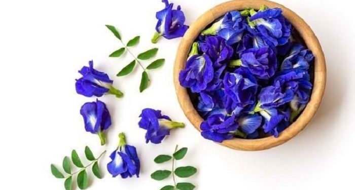 Simak Empat Manfaat Bunga Telang bagi Kesehatan Tubuh