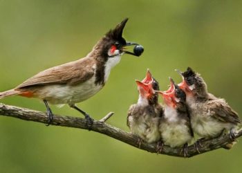 Dua Sayap untuk Ayah Ibu