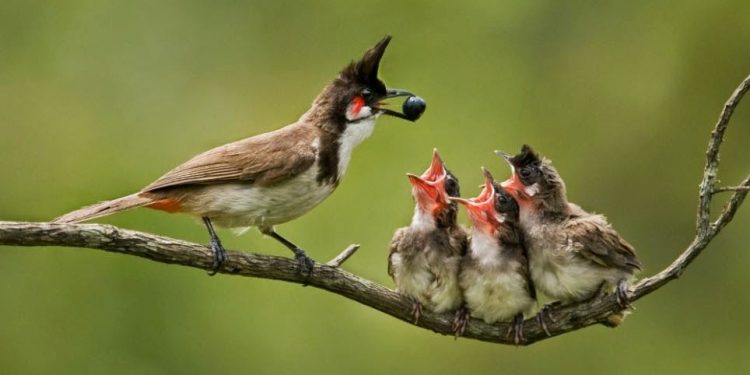 Dua Sayap untuk Ayah Ibu