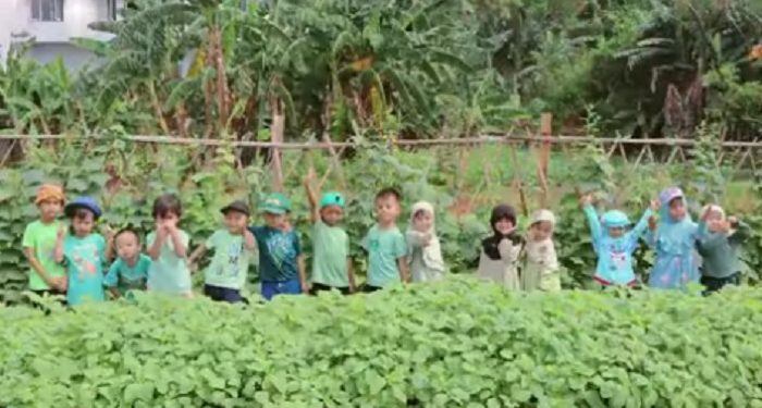 Green Day TK JISc Hari Kedua Mengunjungi Kebun Sayur Billymoon