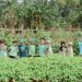 Green Day TK JISc Hari Kedua Mengunjungi Kebun Sayur Billymoon
