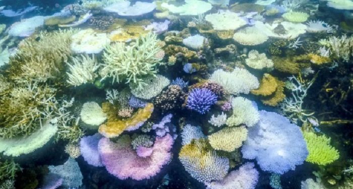 Terumbu Karang Great Barrier Reef Australia Mengalami Banyak Kematian Akibat Badai
