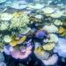 Terumbu Karang Great Barrier Reef Australia Mengalami Banyak Kematian Akibat Badai