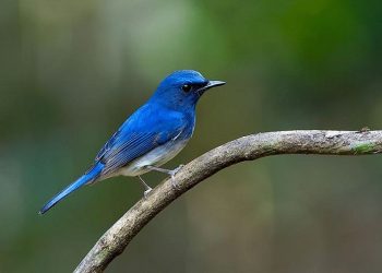 Pelajaran dari Seekor Burung