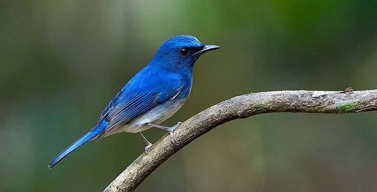 Pelajaran dari Seekor Burung