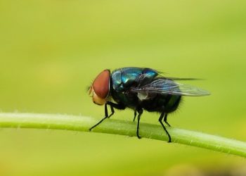 Pelajaran Tentang Lalat