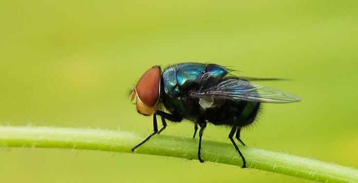 Pelajaran Tentang Lalat