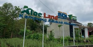 Rumah Industri dan Budidaya Aloe Vera telah Memberdayakan Ekonomi Masyarakat Gunung Kidul