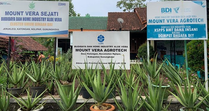 Rumah Industri dan Budidaya Aloe Vera telah Memberdayakan Ekonomi Masyarakat Gunung Kidul