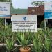 Rumah Industri dan Budidaya Aloe Vera telah Memberdayakan Ekonomi Masyarakat Gunung Kidul