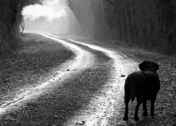 Mulia dan Hina itu bukan seperti Kita dan Anjing