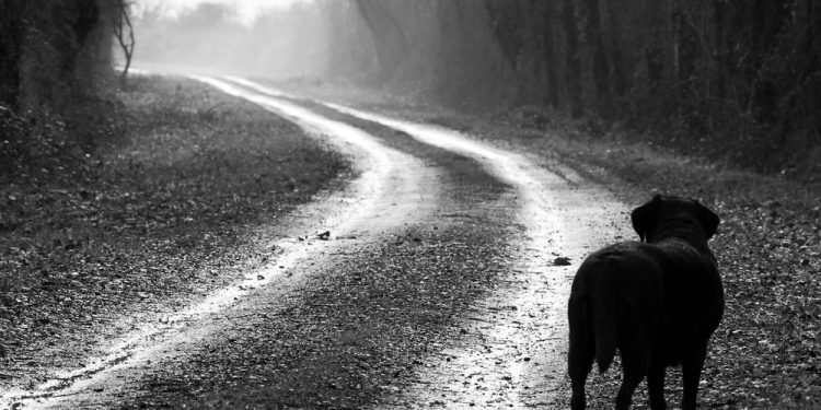 Mulia dan Hina itu bukan seperti Kita dan Anjing