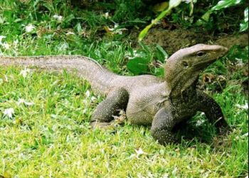 Hukum Daging Biawak