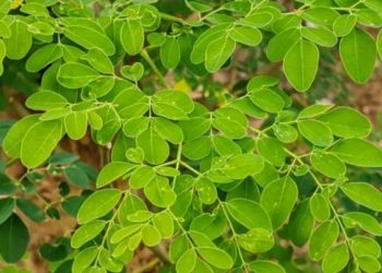 Kenali Tujuh Manfaat Daun Kelor bagi Kesehatan tubuh