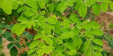 Kenali Tujuh Manfaat Daun Kelor bagi Kesehatan tubuh