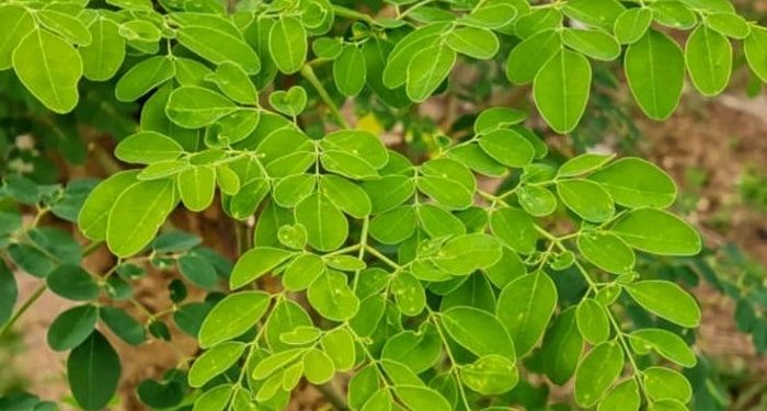 Kenali Tujuh Manfaat Daun Kelor bagi Kesehatan tubuh