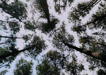 Ketika Amr bin Ash Diberi Tulang Busuk (2)