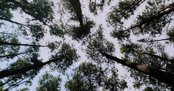 Ketika Amr bin Ash Diberi Tulang Busuk (2)