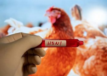 California Umumkan Keadaan Darurat Atas Kasus Flu Burung