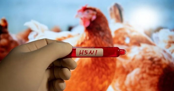 California Umumkan Keadaan Darurat Atas Kasus Flu Burung