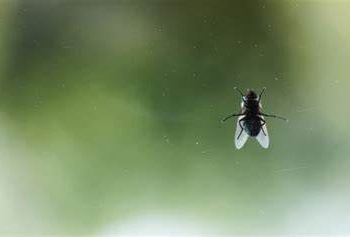 Surga dari Sebab Seekor Lalat