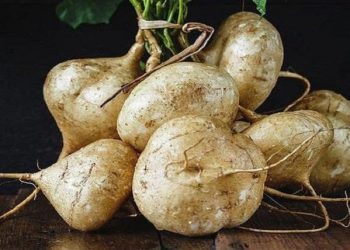 Masker Bengkuang dapat Membersihkan kulit