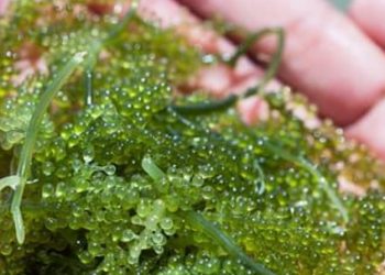Sejumlah Manfaat Ekstrak Rumput Laut untuk Kecantikan Kulit