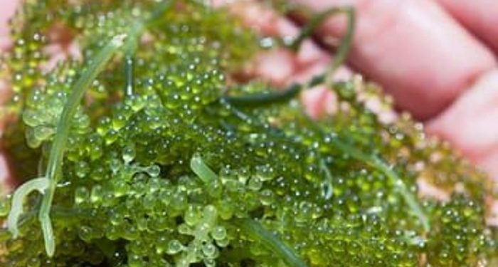 Sejumlah Manfaat Ekstrak Rumput Laut untuk Kecantikan Kulit