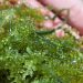Sejumlah Manfaat Ekstrak Rumput Laut untuk Kecantikan Kulit