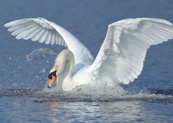 Siswa SMP Temukan Senyawa Antikanker di Kotoran Angsa