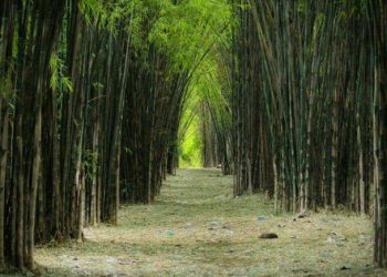 Jelajahi Alam Terbuka, Berikut Tujuh Tempat Wisata di Surabaya