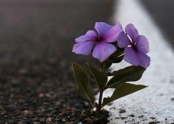 Adab dalam Memberi Nasihat (1)