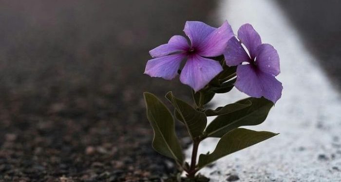 Adab dalam Memberi Nasihat (1)