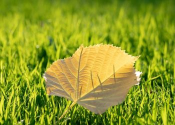 Arti Sebuah Keselamatan