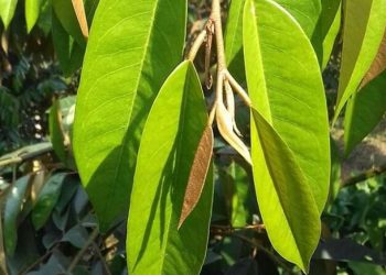 Manfaat Utama Daun Durian untuk Kesehatan Tubuh