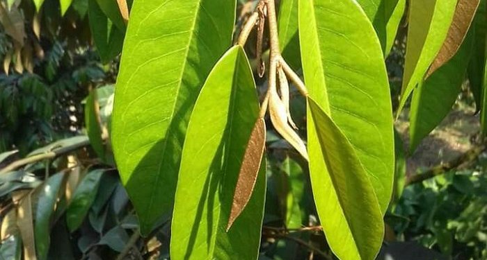 Manfaat Utama Daun Durian untuk Kesehatan Tubuh