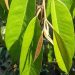 Manfaat Utama Daun Durian untuk Kesehatan Tubuh