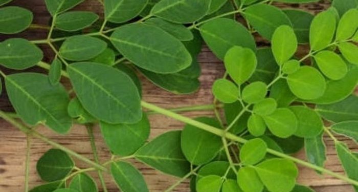 Daun Kelor dapat Digunakan Sebagai Ramuan untuk Mengobati Diabetes