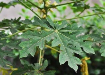 Beberapa Penyakit yang dapat Dicegah dengan Mengonsumsi Daun Pepaya