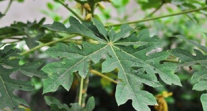 Beberapa Penyakit yang dapat Dicegah dengan Mengonsumsi Daun Pepaya
