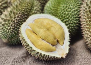 Cara Memilih Buah Durian yang Tepat dan Bagus