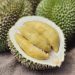 Cara Memilih Buah Durian yang Tepat dan Bagus