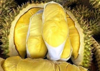 Beberapa Kondisi Tubuh yang Sebaiknya Menghindari Konsumsi Durian