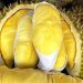 Beberapa Kondisi Tubuh yang Sebaiknya Menghindari Konsumsi Durian