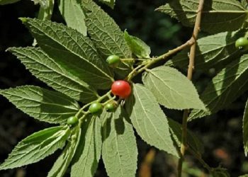 Lima Penyakit yang Bisa Diredakan dengan Daun Kersen